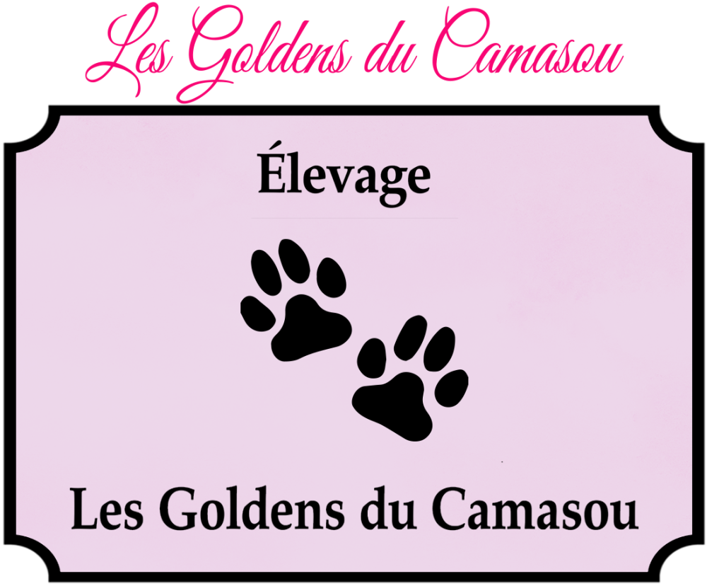 LES GOLDENS DU CAMASOU-VILLEPINTE