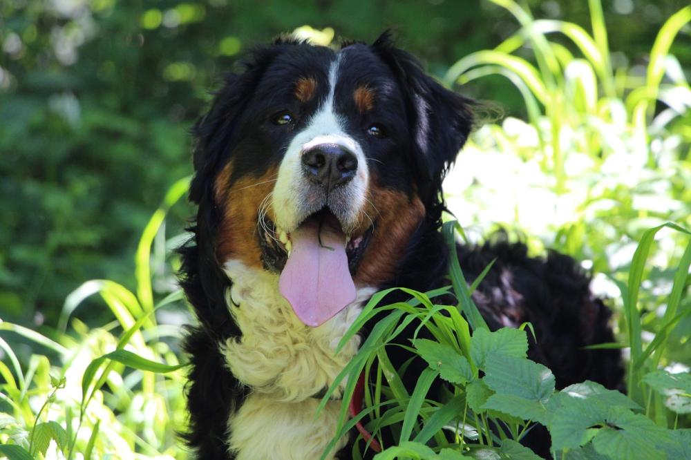 LES GOLDENS DU CAMASOU-VILLEPINTE (9)