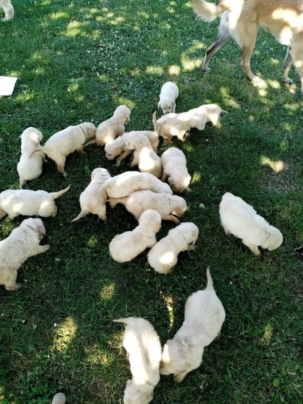 LES GOLDENS DU CAMASOU-VILLEPINTE (5)