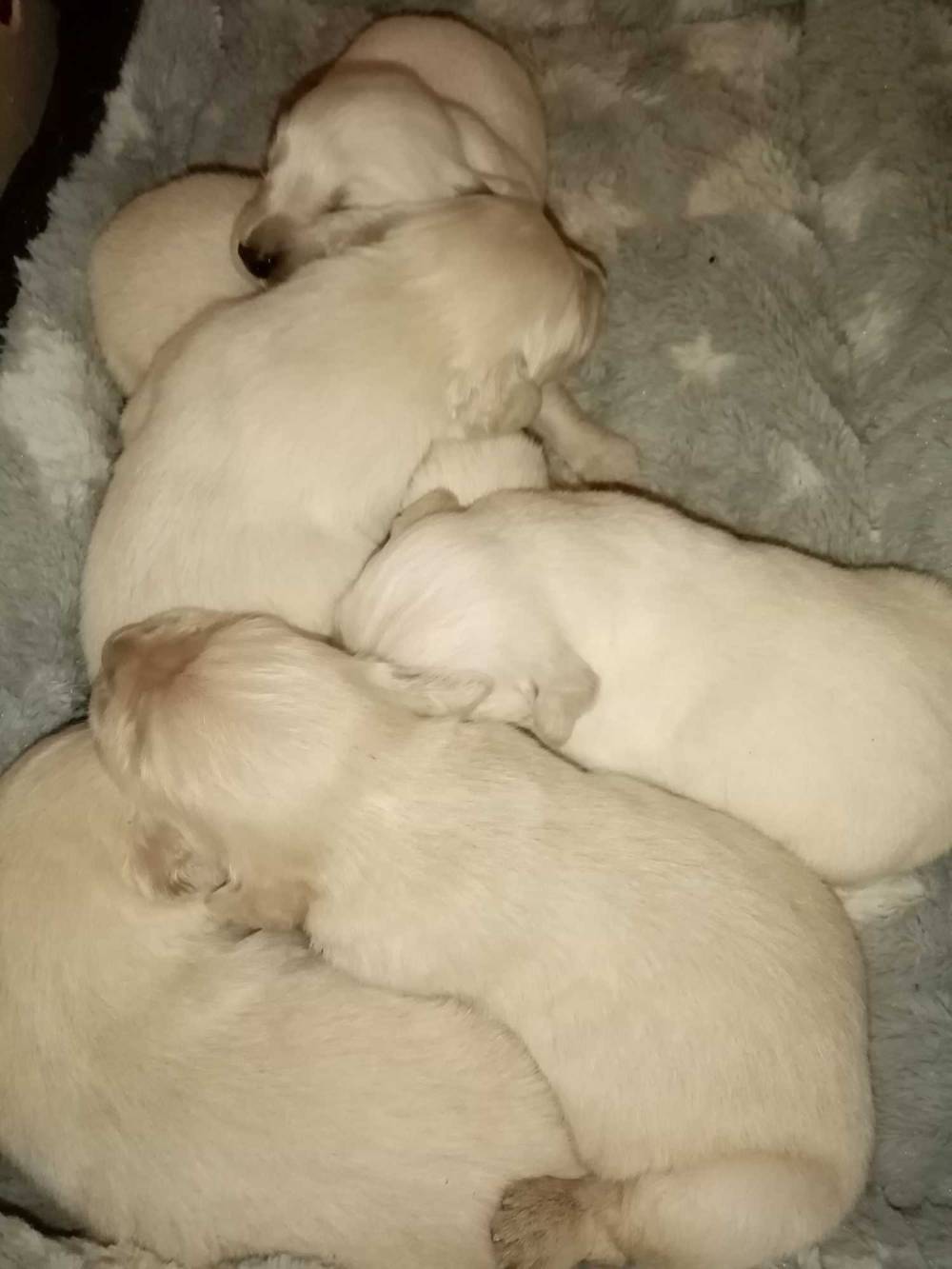 LES GOLDENS DU CAMASOU-VILLEPINTE (3)
