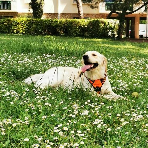 LES GOLDENS DU CAMASOU-VILLEPINTE (23)