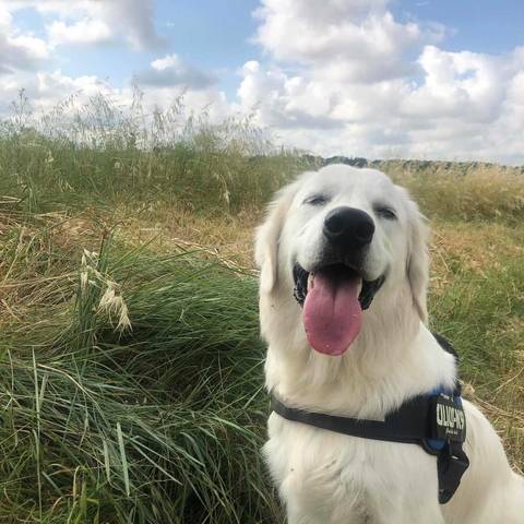 LES GOLDENS DU CAMASOU-VILLEPINTE (22)