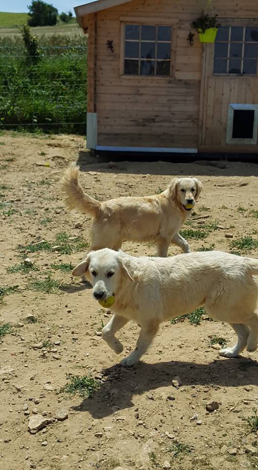 LES GOLDENS DU CAMASOU-VILLEPINTE (24)