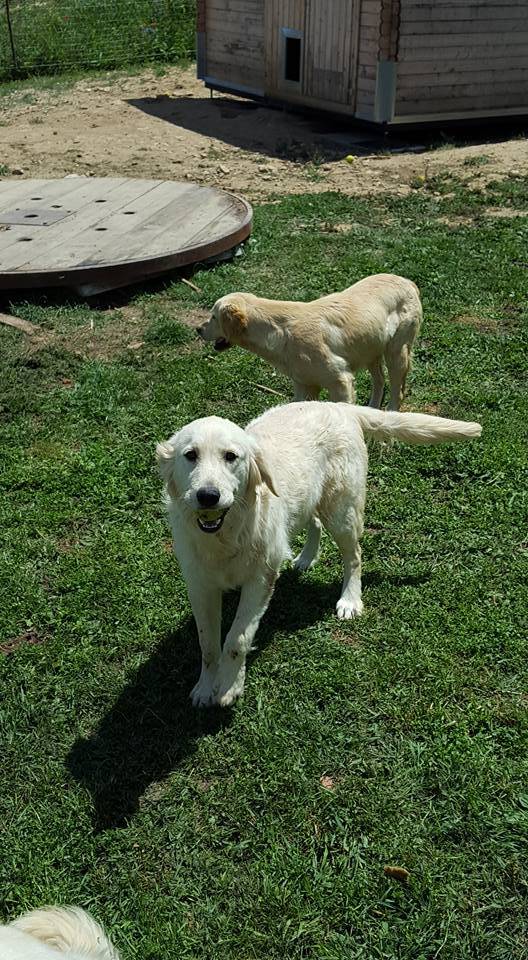 LES GOLDENS DU CAMASOU-VILLEPINTE (25)