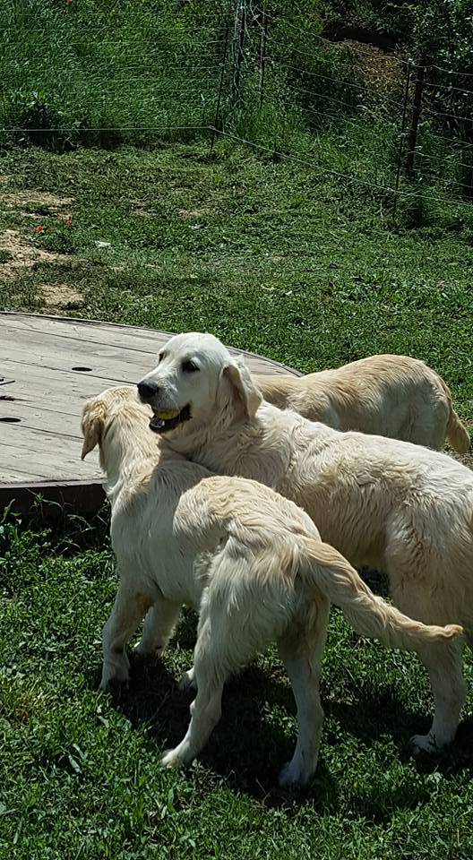 LES GOLDENS DU CAMASOU-VILLEPINTE (26)