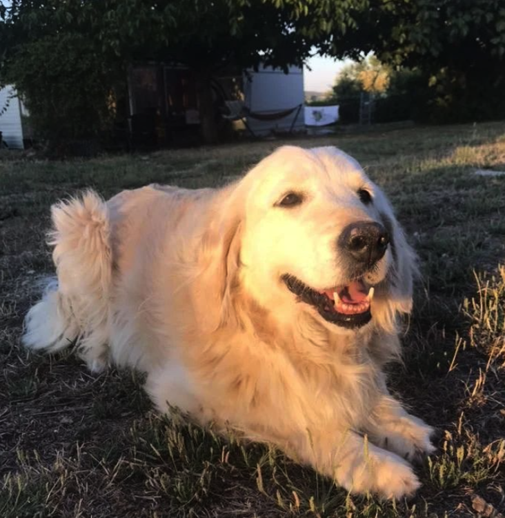 LES GOLDENS DU CAMASOU-VILLEPINTE11
