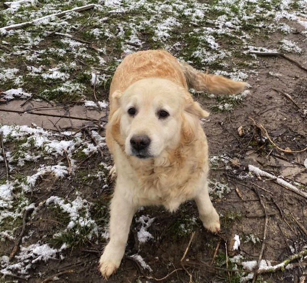 LES GOLDENS DU CAMASOU-VILLEPINTE5