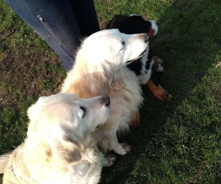 LES GOLDENS DU CAMASOU-VILLEPINTE7