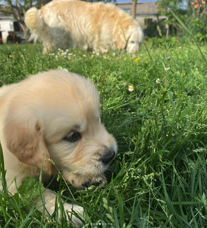 LES GOLDENS DU CAMASOU-VILLEPINTE17