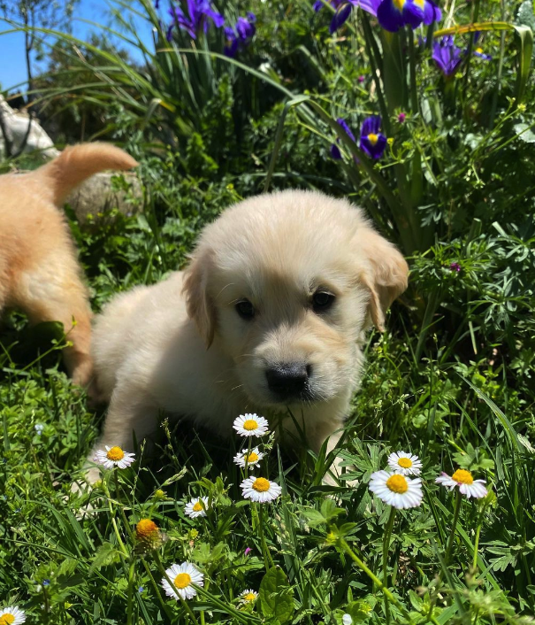 LES GOLDENS DU CAMASOU-VILLEPINTE18