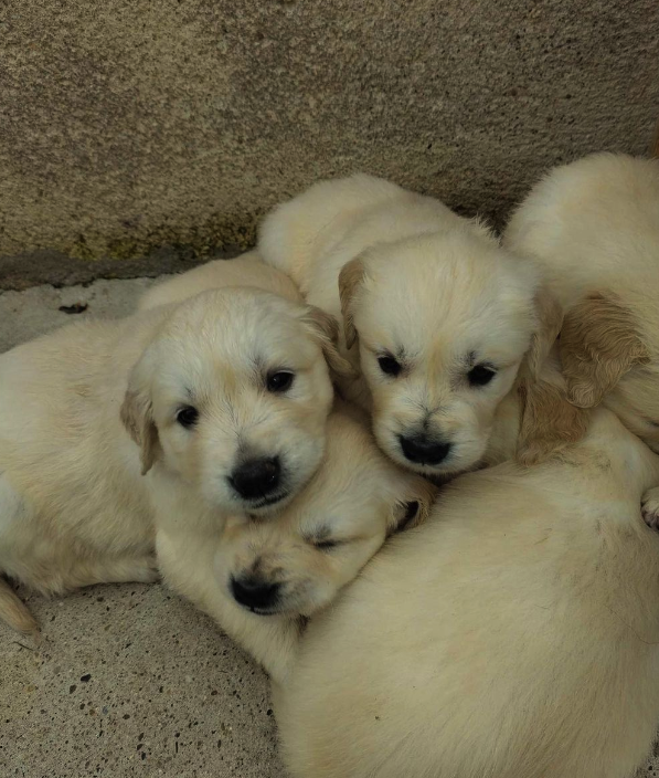 LES GOLDENS DU CAMASOU-VILLEPINTE20